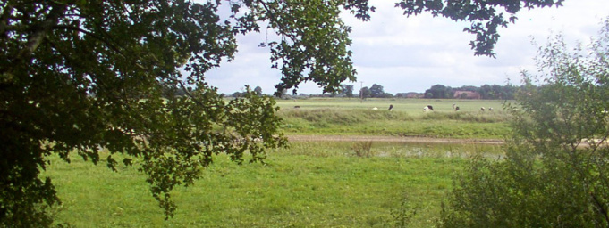 Field by the Aller River in Hülsen.