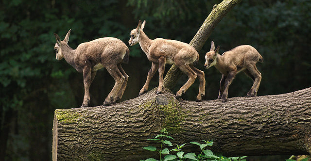 Goats at the Lüneburg Heath Wild Park. Taken by woozie2010 via Flickr.